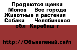Продаются щенки Мопса. - Все города Животные и растения » Собаки   . Челябинская обл.,Карабаш г.